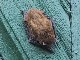 Ein seltener Tagesgast / a rare guest by day