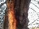 Baum-Gesicht / tree-face