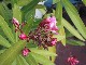 Such die Spinne / find the spider